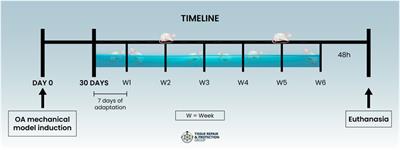 The effectiveness of treadmill and swimming exercise in an animal model of osteoarthritis